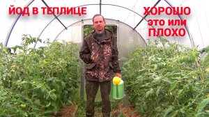 ЙОД В ТЕПЛИЦЕ С ТОМАТАМИ. Профилактика болезней. Плюсы и минусы.