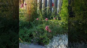 6 часть. Котовник Фассена. 8 сентября 2024 #котовник #обре?