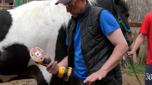 Расчистка копыт лошади с помощью болгарки