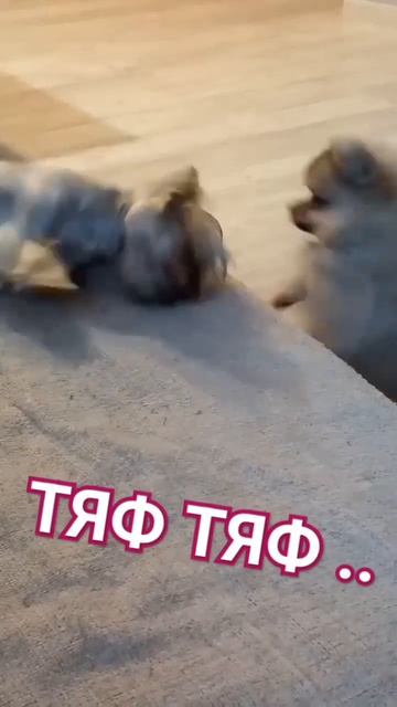 шпицуля и Йорк тяф тяф #лай шпица