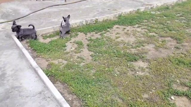 Малыши чихуахуа первый раз на улице. Деткам 2,5 месяца.