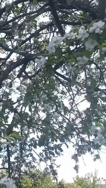 Яблони в цвету смотреть онлайн