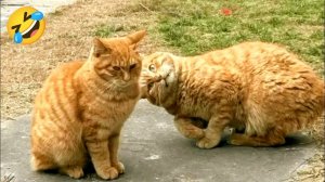 Смешные питомцы 2025 🐶🐱 Лучшая подборка приколов! Смех до слёз! 😂 Наши любимые смешные животные!