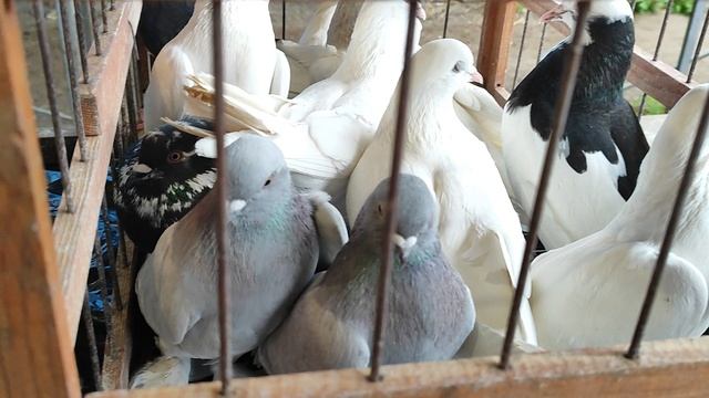 11.05.2025г Ярмарка ст. Бронний 2 ой день смотреть онлайн