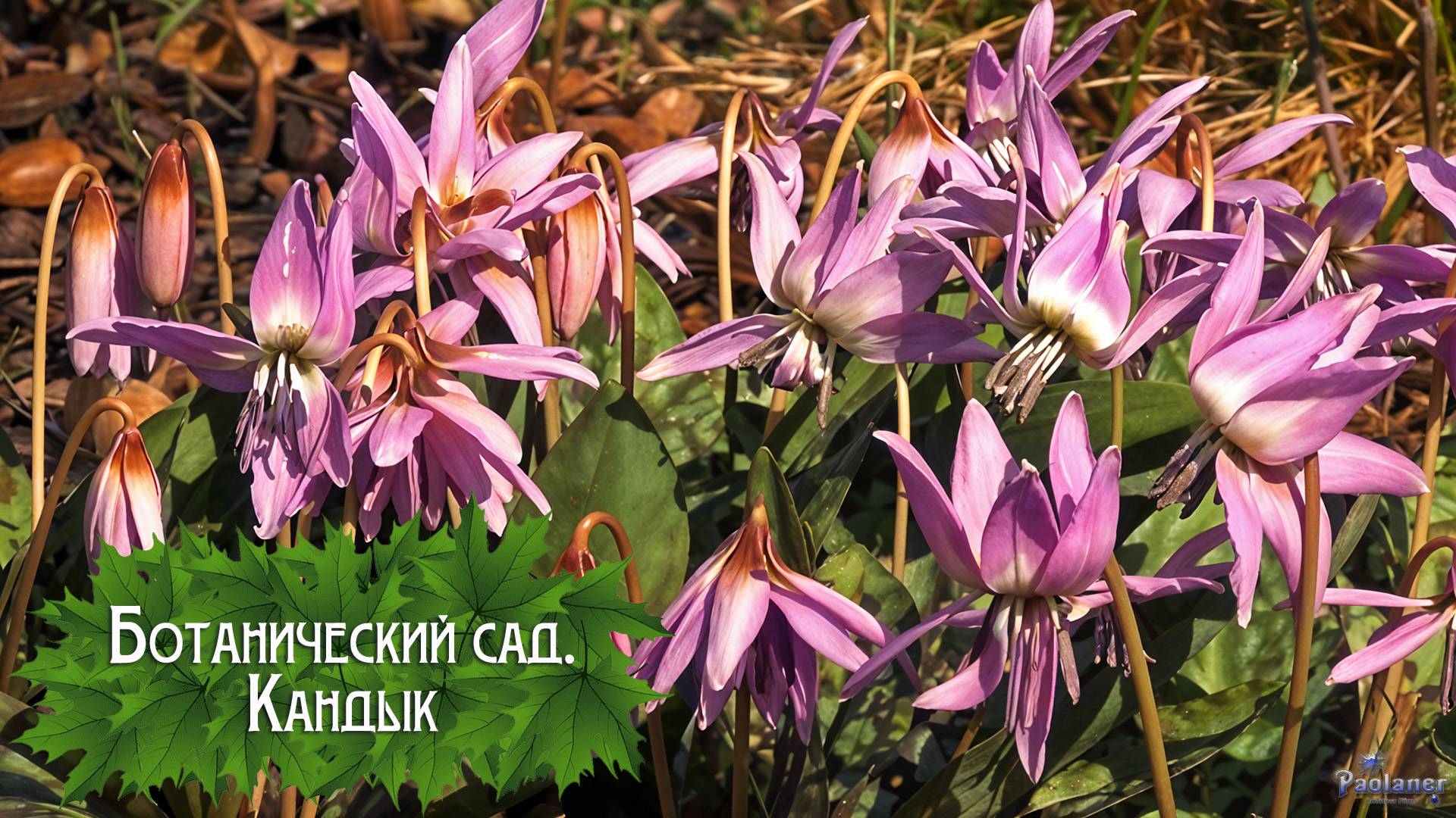 Ботанический сад. Кандык (2025) смотреть онлайн