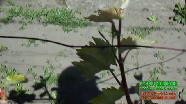 14. Виноград начал рост. 11 мая 2025 год. 1 часть.