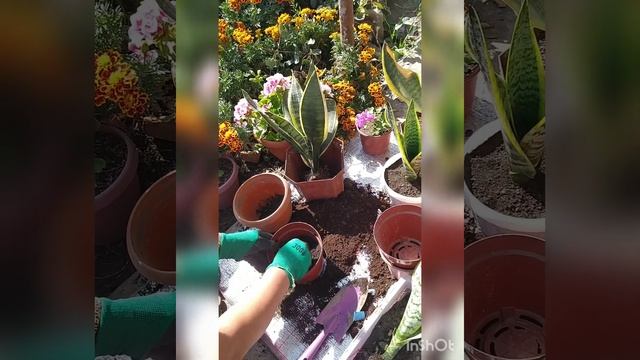 #Сансевьера (тёщин язык, #змеиная кожа, #индийский мечь)