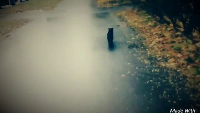 Клип про кота Ромзеца и кошку Симу | Тайная любовь смотреть онлайн