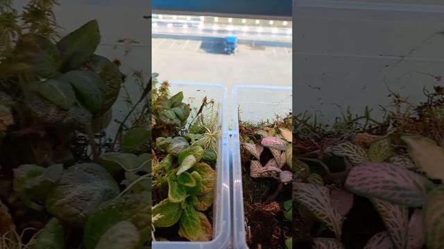 Мои растения  многие после пересадки