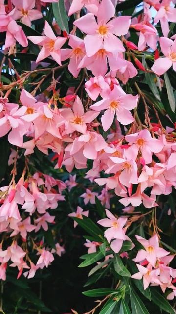 #олеандр #цветы #nature #garden #растения #plants #flowers смотреть онлайн