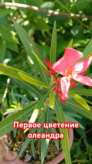 #олеандр #flowers #сад #красота #garden #комнатныерастения #ра? смотреть онлайн