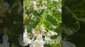 Бегония серия Биг белая.  Кусты гигантских размеров.