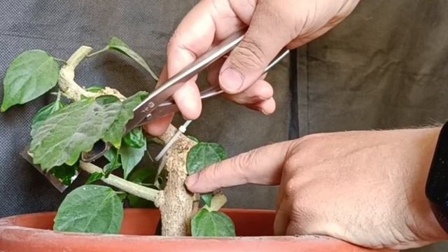 √4 гибискус 113