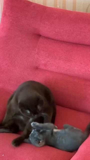 А какие домашние животные есть у тебя? 👇🏻🐈⬛ смотреть онлайн