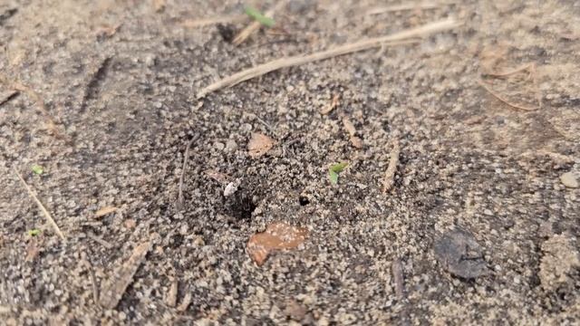 🔥 УНИЧТОЖЕНИЕ МУРАВЬЕВ И ТЛИ НАВСЕГДА: ПРОВЕРЕННЫЙ ДЕДОВСКИЙ СПОСОБ! смотреть онлайн