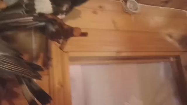 ЧУЧЕЛО 1 смотреть онлайн