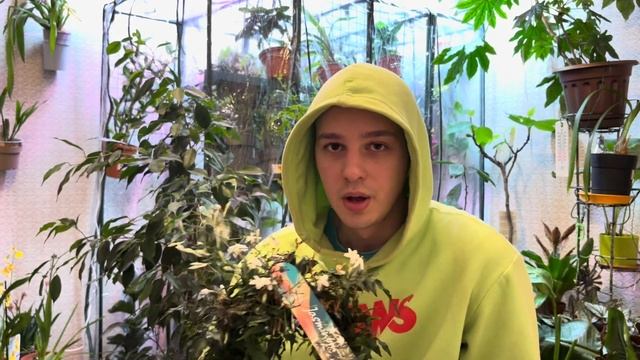 Жасмин полиантум. Уход