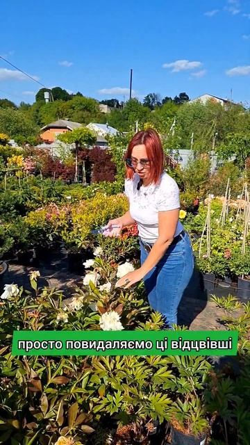 Обрізаємо піони секатором ARS 140 DX #shortsvideo #shorts #garden #plant #la смотреть онлайн