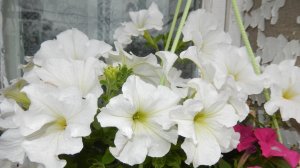 Обзор моих цветов. Их очень много. Алисум, Лобелия,Бакопа,Хризантема,Сальвия, Газания, Питунья и т.д