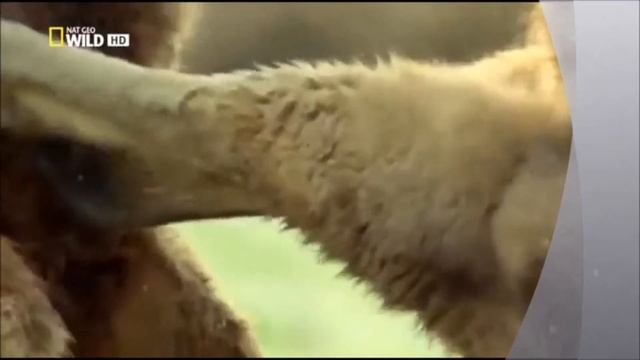 Мой фильм ""Кенгуру"" смотреть онлайн