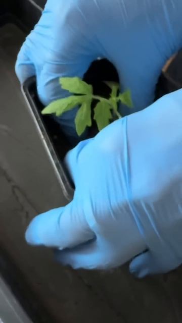 Перевалка рассады томатов! #сад #огород #перевалкарасс смотреть онлайн