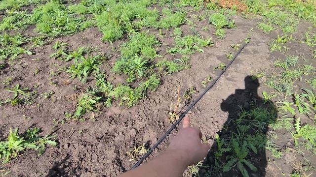 Обзор малины весной смотреть онлайн