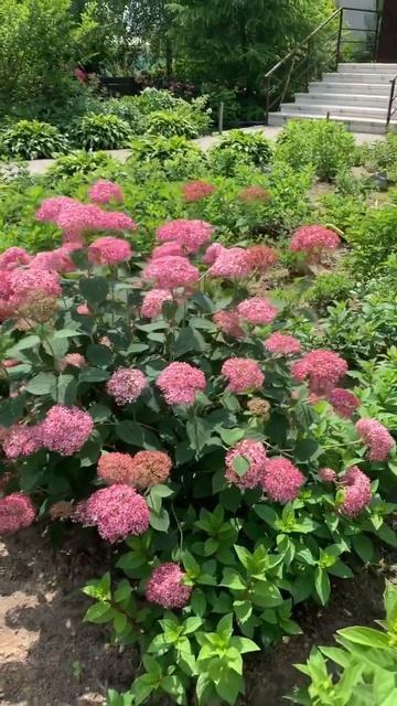 #pink #annabelle #arborescens #hortensia #гортензія #hydrangea #garden #shorts #flower #ш смотреть онлайн