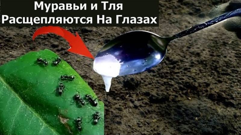 Как быстро избавиться от муравьев и Тли в огороде Самое эффективное средство от муравьев и Тли 72 смотреть онлайн