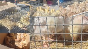 ПТИЧИЙ РЫНОК В УСМАНИ/ ЕСТЬ ВСЁ ГУСЯТА, УТЯТА, ЦЫПЛЯТА, КУРОЧКИ...