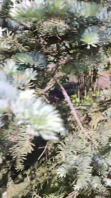 Голубые ели, как один из символов лагеря. смотреть онлайн