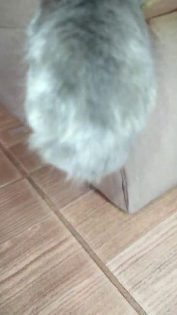 Пощекочи меня😹 #short #cat #приколы #коты смотреть онлайн