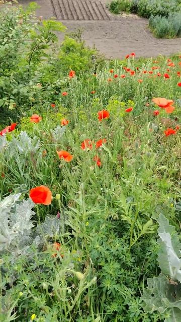 мак червоний смотреть онлайн