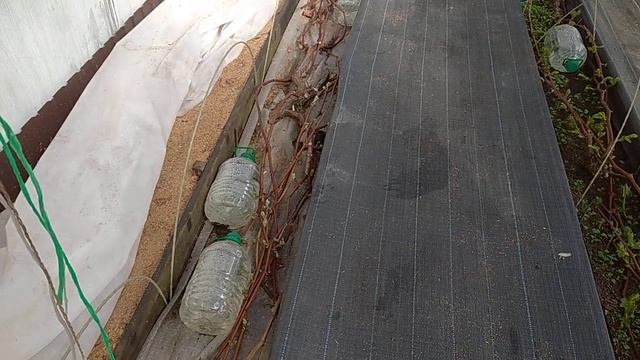 25.04.25 теплица 4*8 . Состояние винограда. 🍇