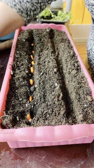 Фасоль буду сажать рассадой смотреть онлайн