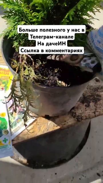 Если сохнет туя #дача #загородныйдом #рассада #сад смотреть онлайн