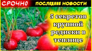 5 секретов крупной редиски в теплице: как избежать ботвы и собрать богатый урожай!