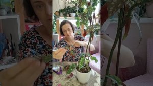 Бегония Макулата. Моя любовь и боль.