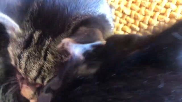 Котов должно быть много. смотреть онлайн