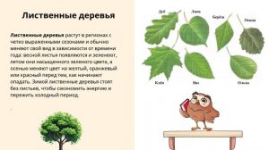 Окружающий мир. Лиственные и хвойные деревья