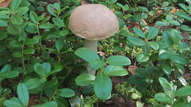 Подберёзовики. Грибные места смотреть онлайн