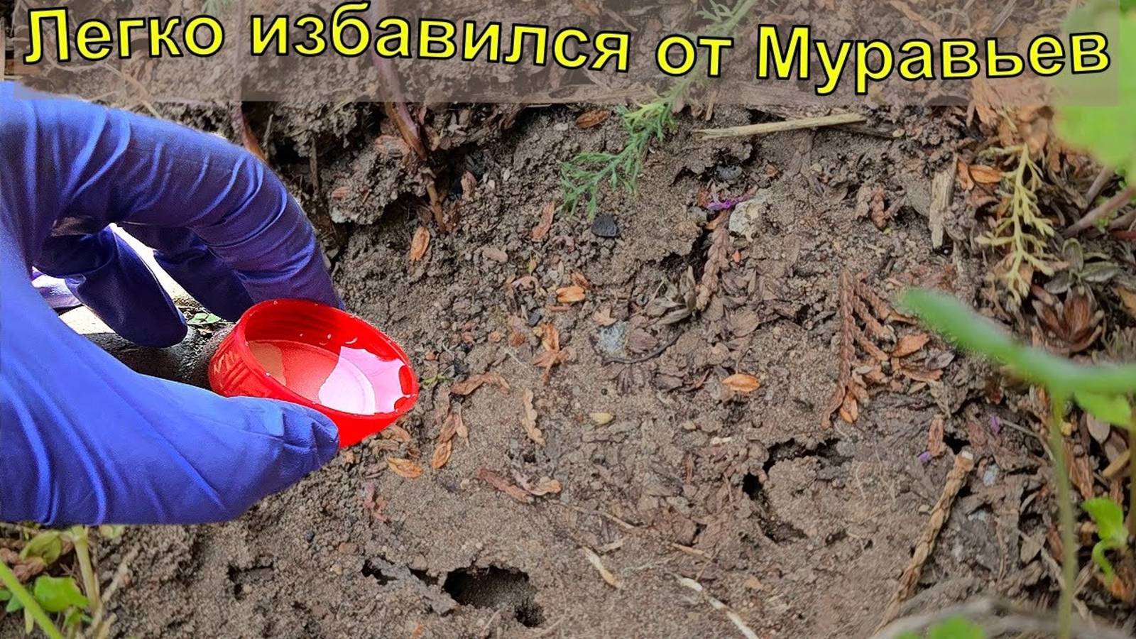 Муравьи боятся этого как ОГНЯ! Уход за садом смотреть онлайн