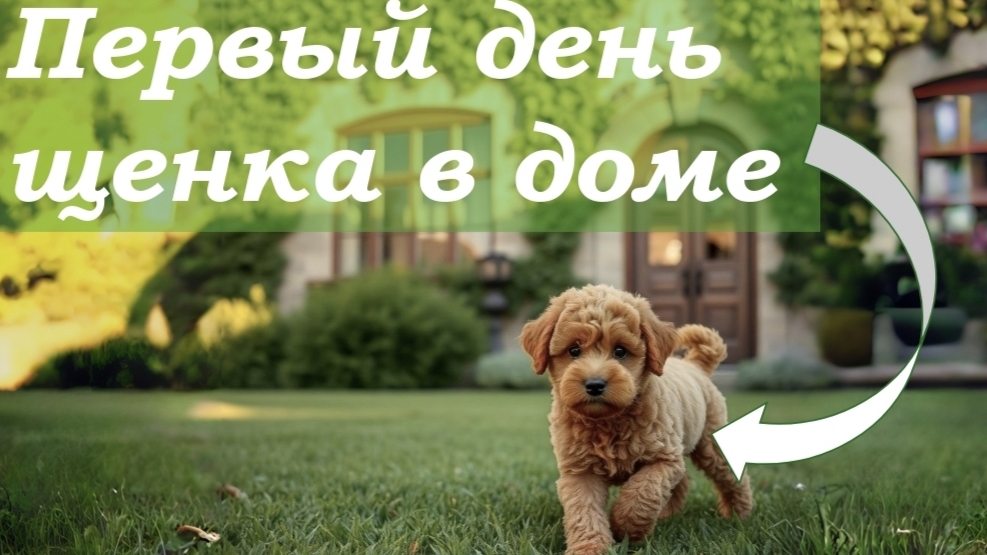 Первый день щенка в доме / купил щенка что делать / пудель