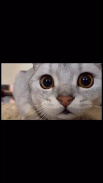 Когда увидел корм по акции смотреть онлайн