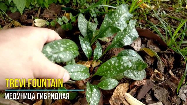 Медуница: обзор сортов сезон 2024 - часть 1