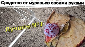 Муравьи рассыпаются на глазах. Лучшее средство от муравьев своими руками