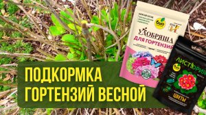Подкормка гортензий весной: какие удобрения использовать?
