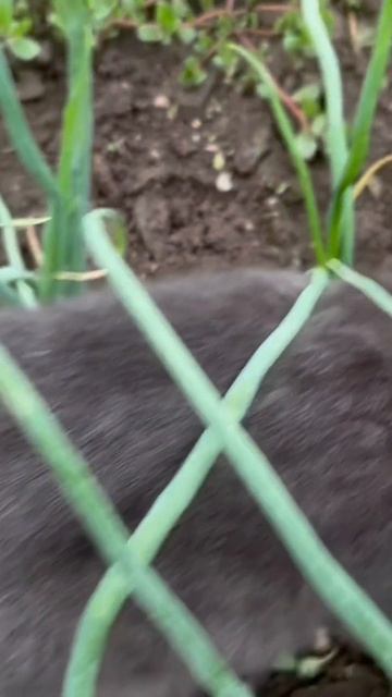 Голова садовая #прикольнаяозвучка смотреть онлайн