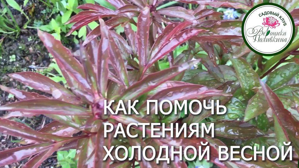 ХОЛОДНАЯ ВЕСНА. КАК ПОМОЧЬ РАСТЕНИЯМ смотреть онлайн