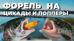 ФОРЕЛЬ НА ЦИКАДЫ И ПОППЕРЫ! КРУТАЯ РЫБАЛКА С Zetrix Etherial 612XUL.