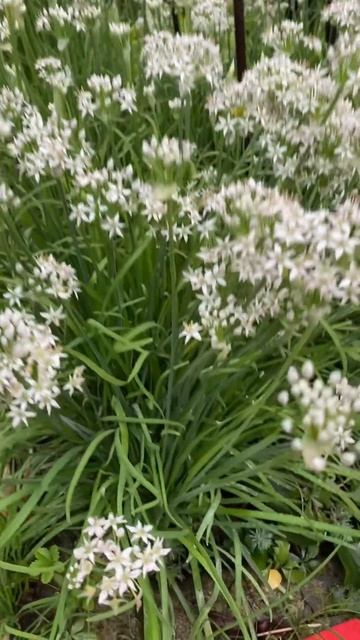 Лук джусай! Цветение!